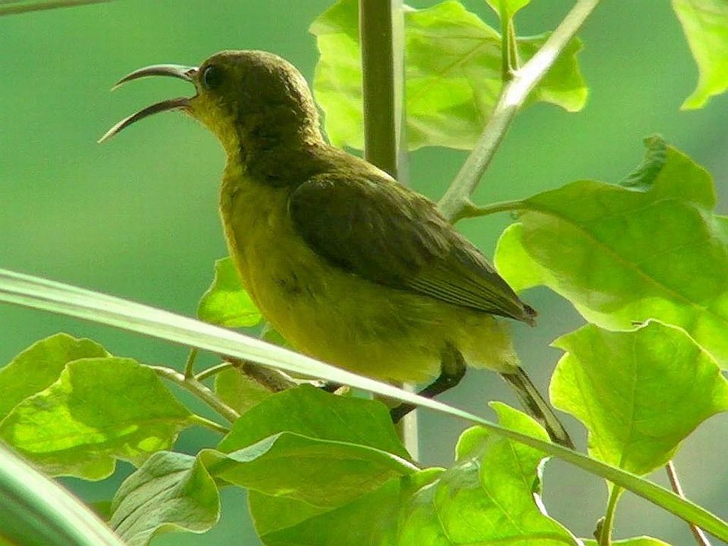 sunbird